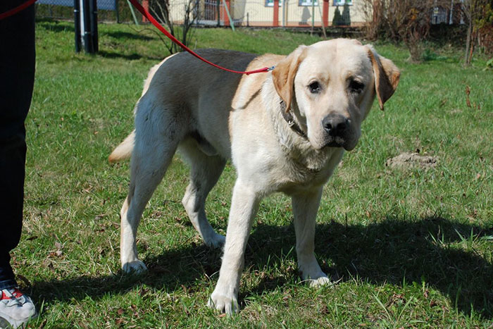 labrador Portos