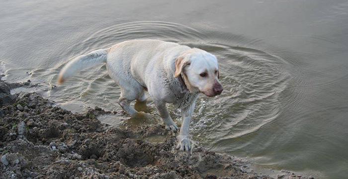 Badi, labrador w potrzebie