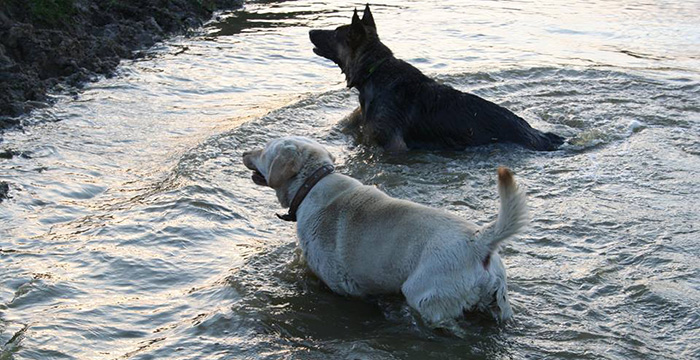 Badi, labrador w potrzebie