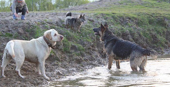 Badi, labrador w potrzebie
