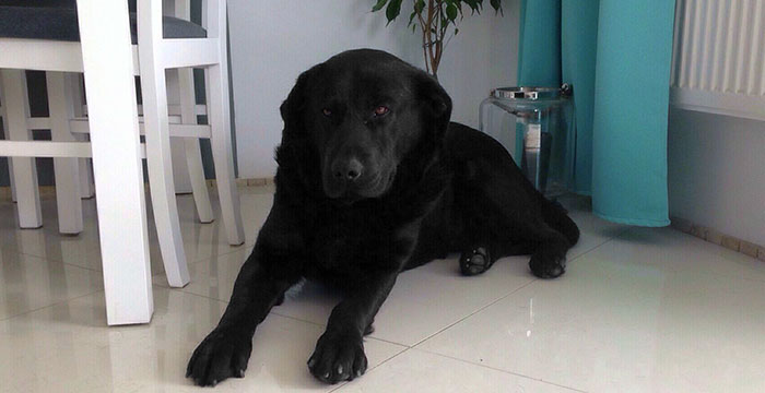 Labrador Chivas