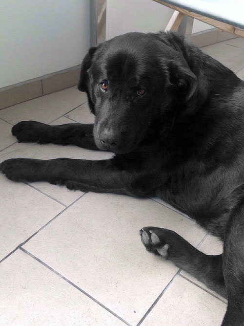 Labrador Chivas