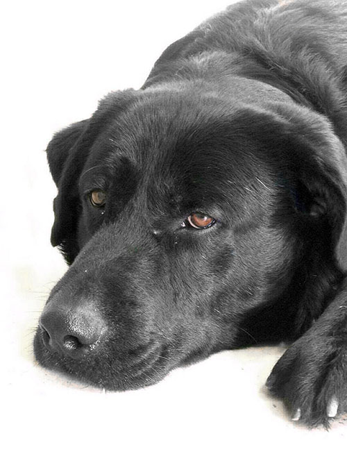Labrador Chivas