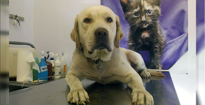 znaleziony labrador