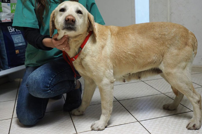 Labradorka