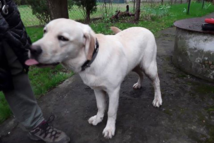 labradorka