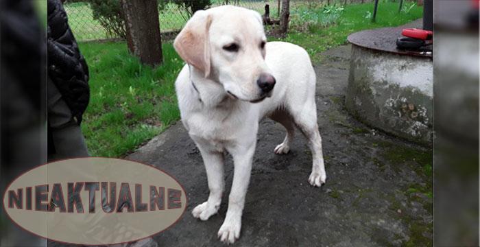 Labradorka