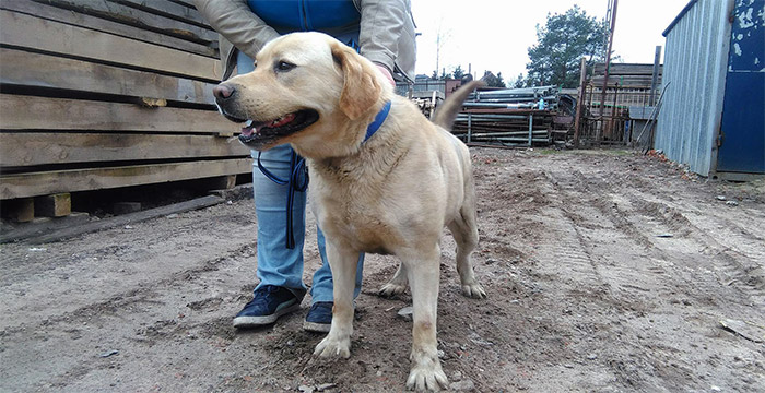 Labrador Misiek