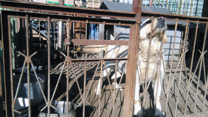 Labrador Misiek