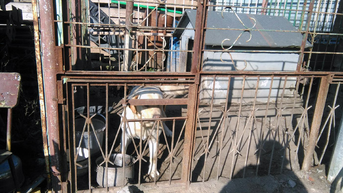Labrador Misiek