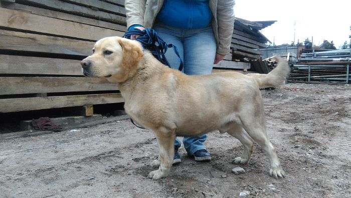 Labrador Misiek