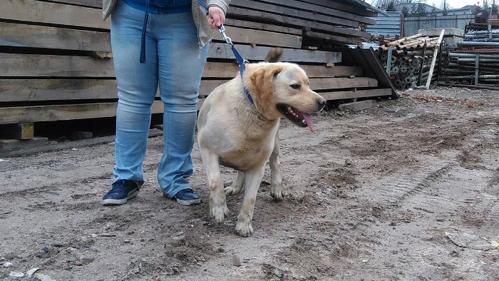 Labrador Misiek