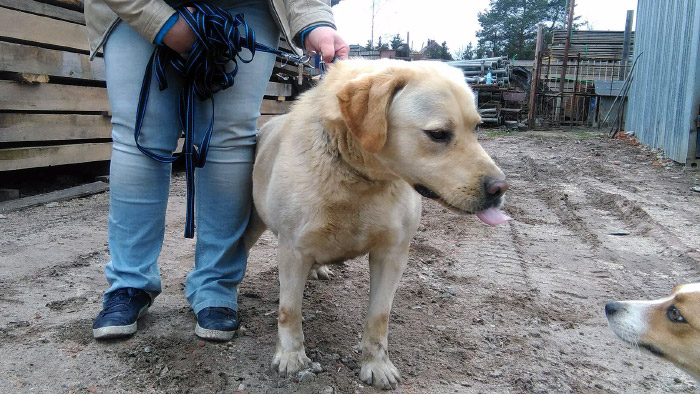 Labrador Misiek
