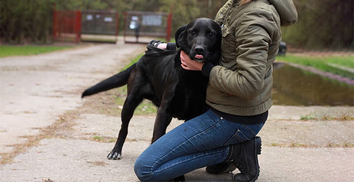 Labrador w potrzebie