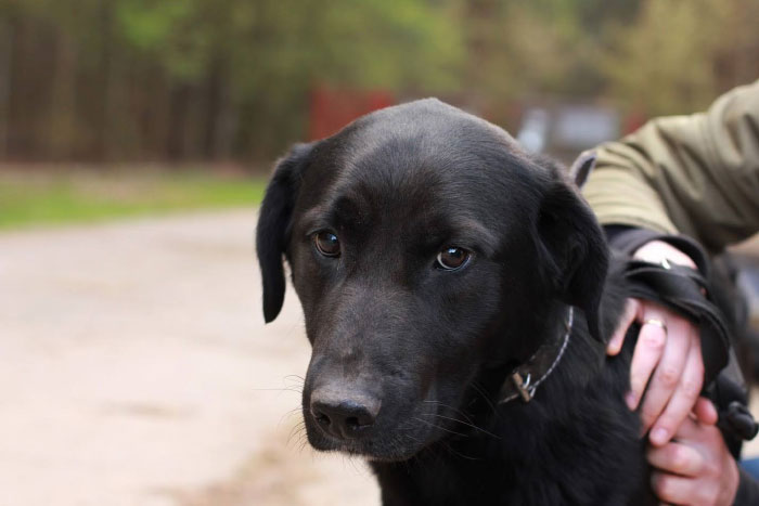 Labrador w potrzebie