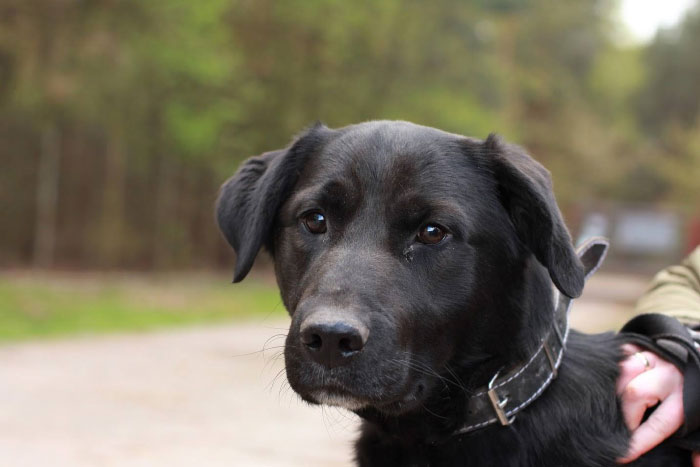 Labrador w potrzebie