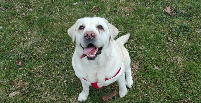 Labradorka Sammy
