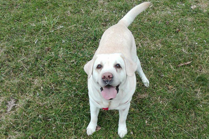 Labradorka Sammy