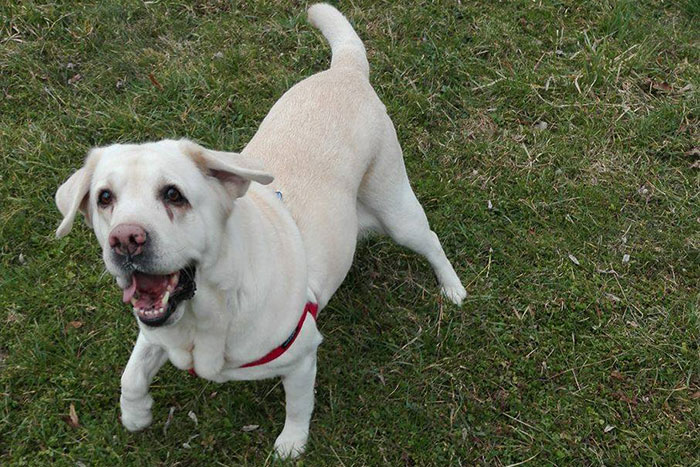 Labradorka Sammy
