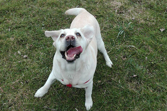 Labradorka Sammy