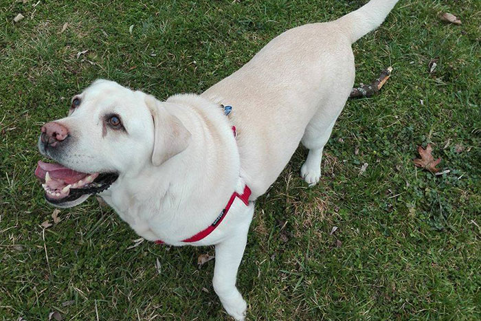 Labradorka Sammy