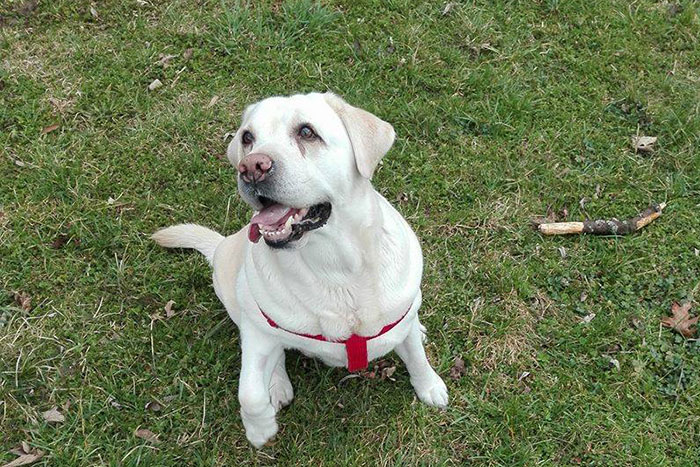 Labradorka Sammy