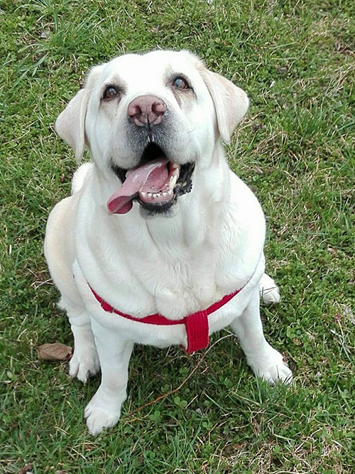 Labradorka Sammy