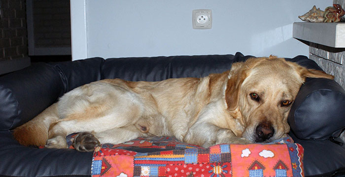 Labrador Sony w potrzebie