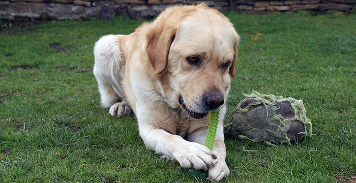 Labrador Sony w potrzebie