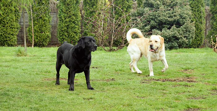 Labrador Sony w potrzebie