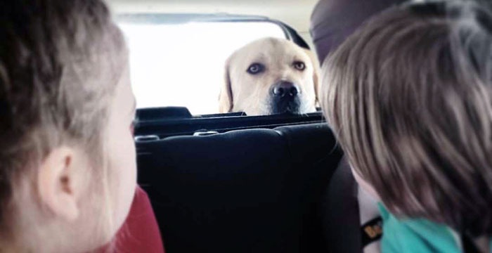 Labrador Sony