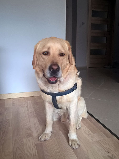 Labrador Sony