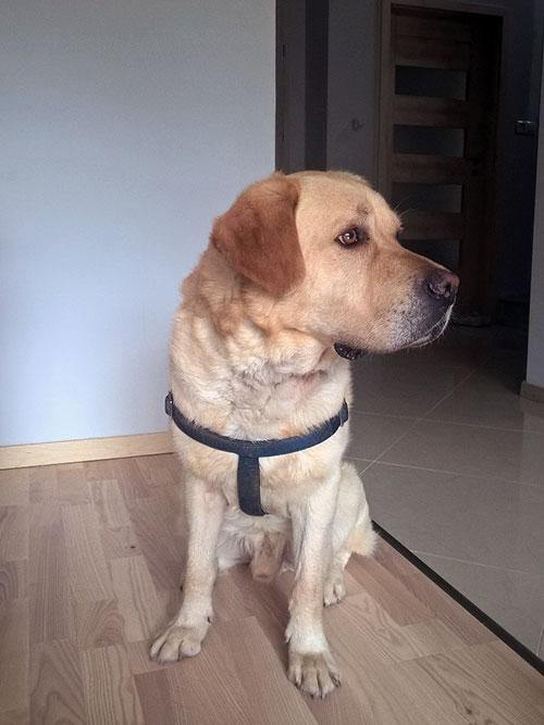 Labrador Sony