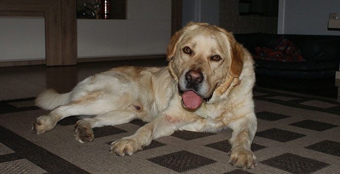 labrador Sony