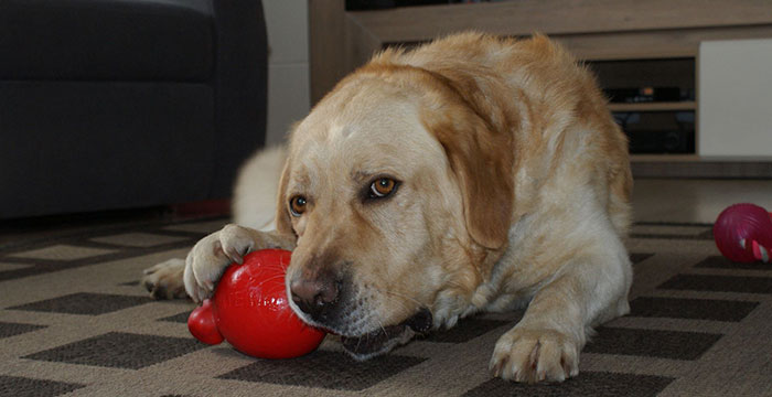 labrador Sony