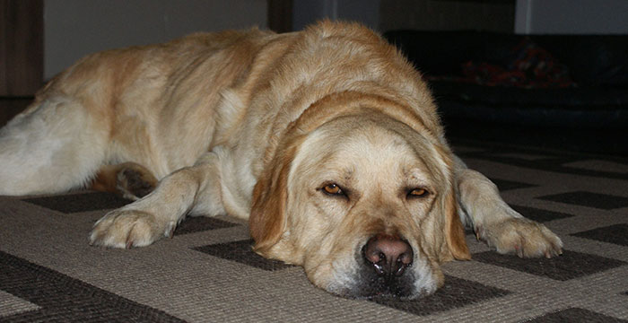 labrador Sony