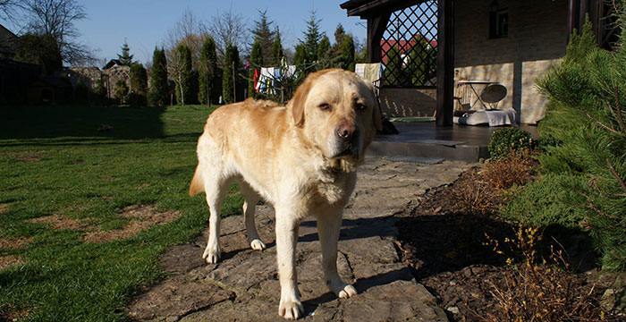 labrador Sony