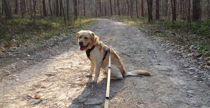 labrador Sony