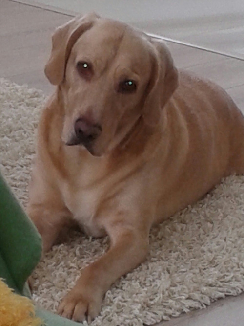 Labrador Tobi