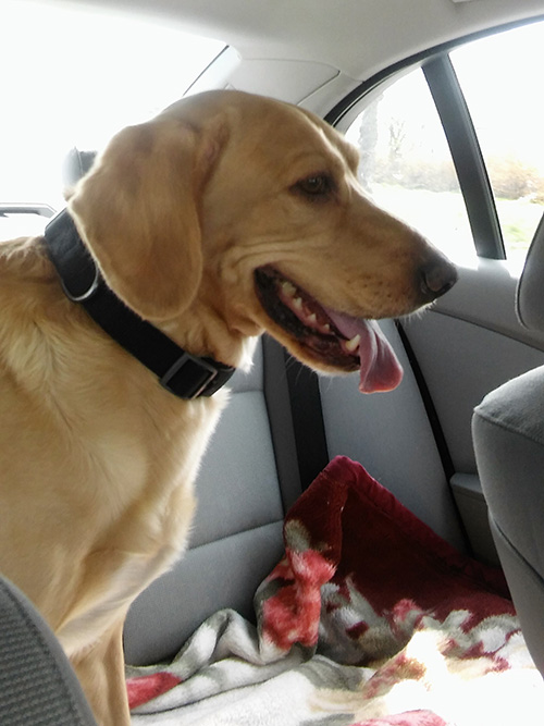 Labrador Tobi