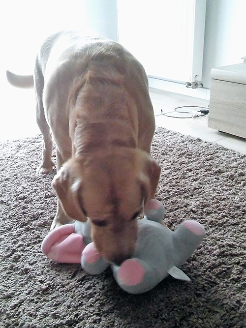 Labrador Tobi