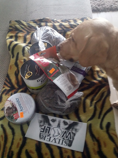 Labrador Tobi