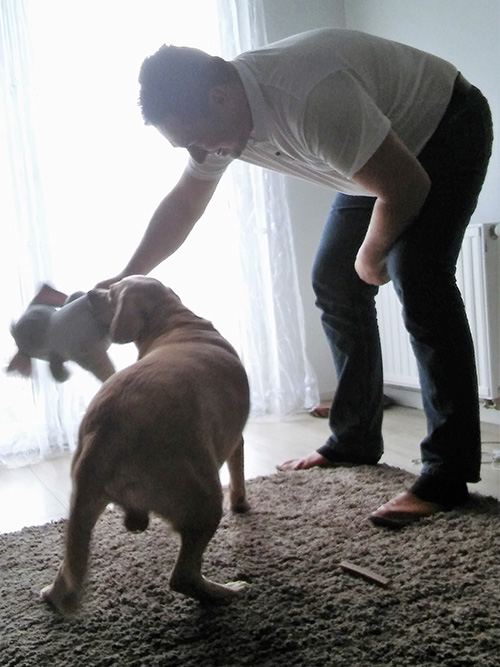 Labrador Tobi