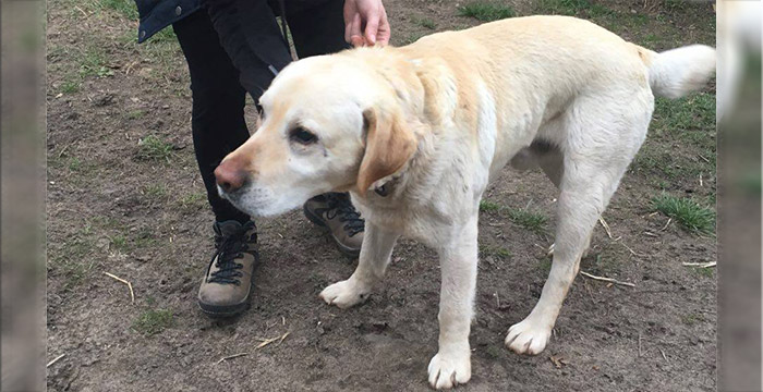 Labrador Lord