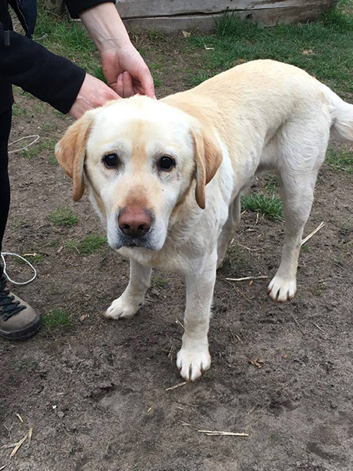 Labrador Lord