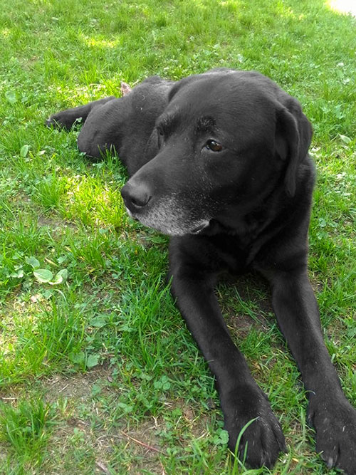 Falki, labrador do adopcji