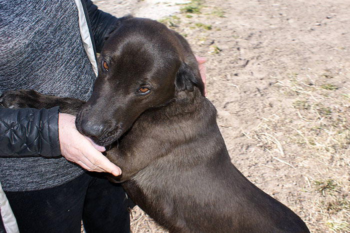Karmel, labrador do adopcji