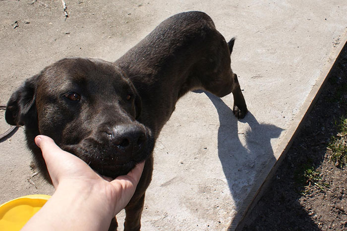 Karmel, labrador do adopcji