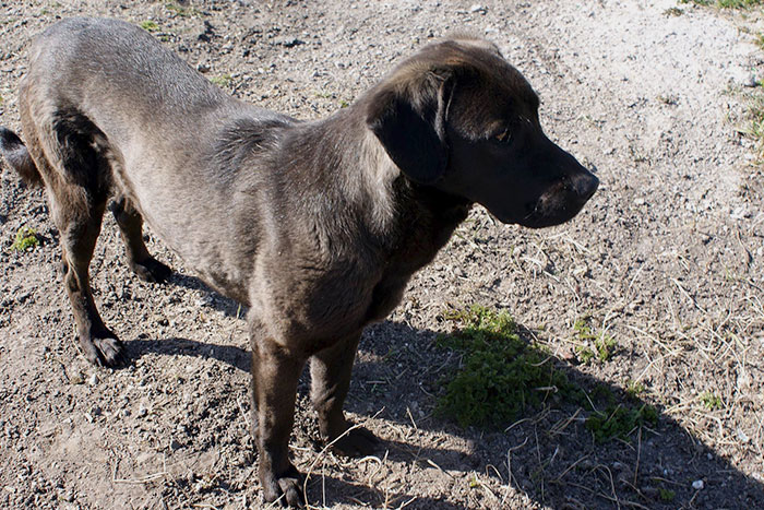 Karmel, labrador do adopcji