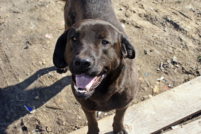 Karmel, labrador do adopcji